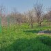 Lilieci, Ialomita